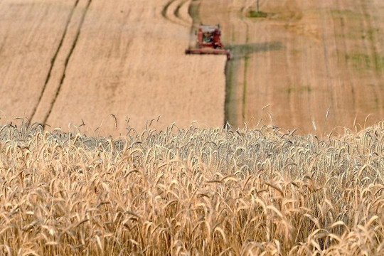 Ukraine hủy giấy phép xuất khẩu lúa mỳ để đẩy mạnh xuất khẩu