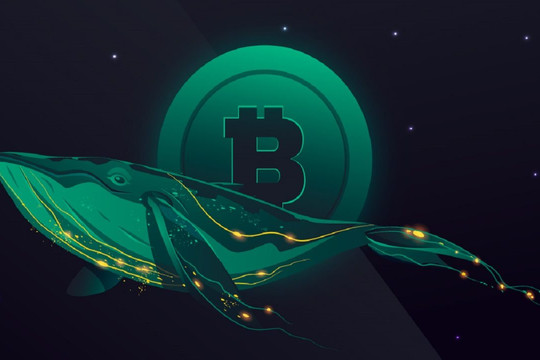 Hoạt động cá voi Bitcoin đạt mức cao nhất trong 4 tháng