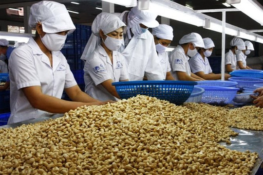 Doanh nghiệp Việt lấy lại quyền sở hữu 100 container hạt điều xuất khẩu sang Italy