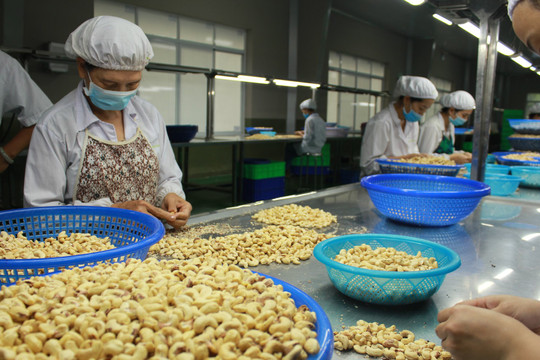 Xuất khẩu hạt điều Việt Nam đạt gần 2,3 tỷ USD trong 9 tháng