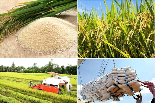 Xuất khẩu gạo: Việt Nam và Thái Lan sẽ tranh ngôi đầu bảng?
