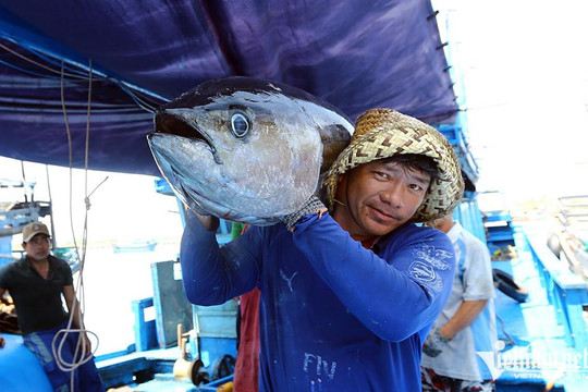 Bán cá ngừ thu 730 triệu USD