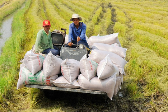 Gạo Việt gia nhập đường đua giá trị, doanh nghiệp xuất khẩu bứt tốc cuối năm?