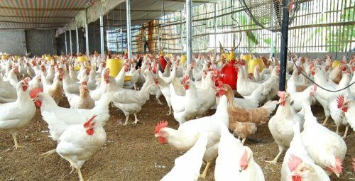 Vietinbank rao bán khoản nợ của 2 doanh nghiệp chăn nuôi: Gà ông bà, gà bố mẹ, gà con đều được điểm tên