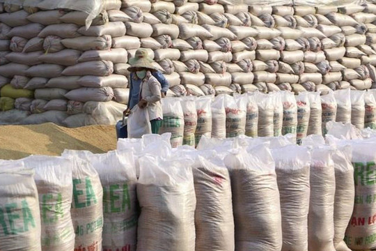 Xuất khẩu gạo nhất nhì thế giới, Việt Nam vẫn nhập gần 1 triệu tấn gạo mỗi năm