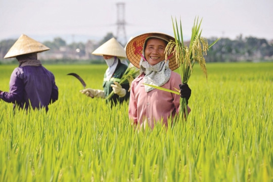 Giá gạo xuất khẩu Việt Nam xác lập "ngôi vương", nâng tầm chất lượng sản phẩm