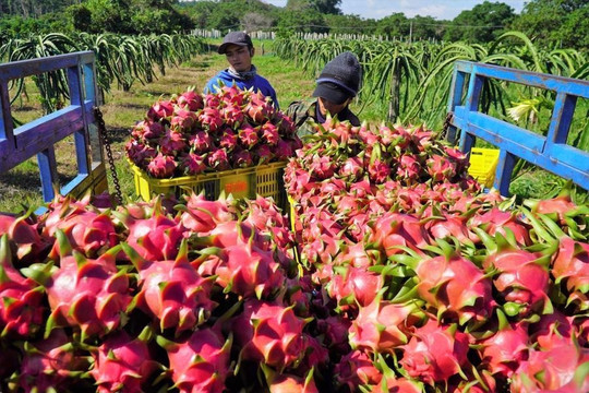 Nguồn cung dồi dào, xuất khẩu rau quả Việt Nam kỳ vọng đạt 4 tỷ USD trong năm 2023
