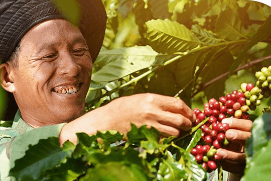USDA: Sản lượng cà phê toàn cầu bật tăng 6,6 triệu bao niên vụ 2022 - 2023
