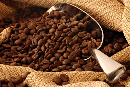 Giá cà phê hôm nay 12/1: Quay đầu giảm còn 38.900 đồng/kg