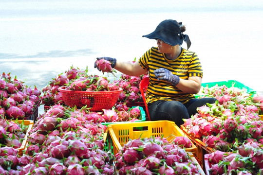 Năm 2022, xuất khẩu rau quả Việt Nam cán đích gần 3,4 tỷ USD