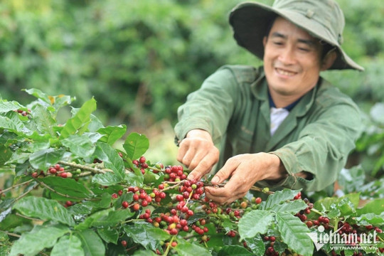 Cà phê Việt Nam đứng thứ 2 thế giới về xuất khẩu, kỳ vọng thu về 6 tỷ USD trong 2023