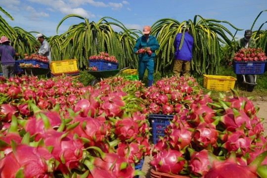 Trung Quốc mở cửa trở lại, nhiều loại nông sản Việt tăng giá gấp đôi