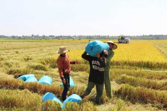 Giá lúa gạo hôm nay 16/2: Giảm mạnh với gạo xuất khẩu