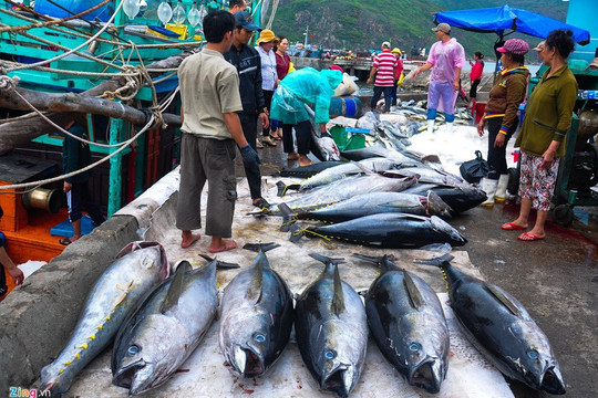Xuất khẩu cá ngừ Việt Nam lao dốc 43% trong tháng 1/2023