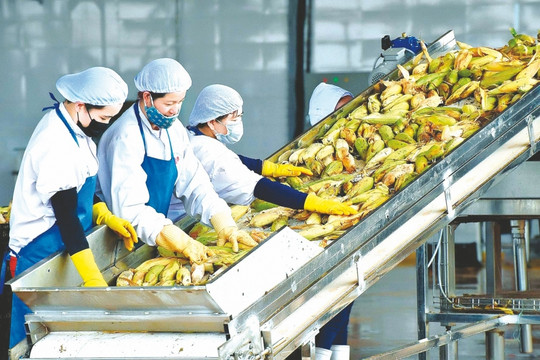 Trung Quốc chiếm "ngôi vương" xuất khẩu nông lâm thủy sản cho Việt Nam