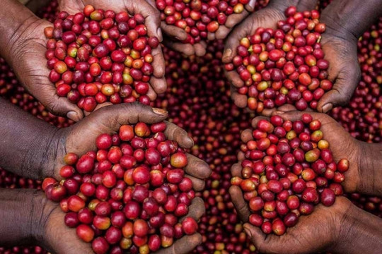 ICO: Giá cà phê thế giới hồi mạnh trong bối cảnh xuất khẩu của các nước chậm lại
