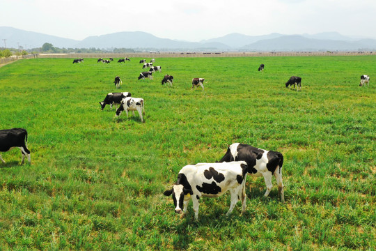 Vinamilk khởi công Dự án 3.000 tỷ đồng, lấn sân sang bán thịt bò tự nuôi