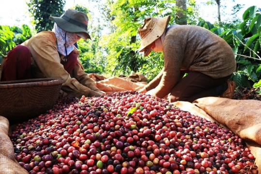 Đứng thứ hai thế giới về thị phần, giá cà phê xuất khẩu Việt Nam vẫn ở vị trí "đội sổ"