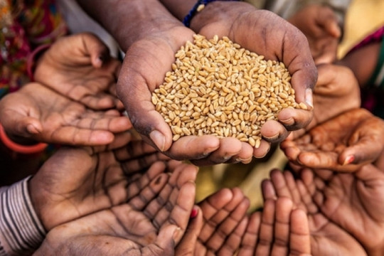 FAO: Giá lương thực toàn cầu giảm tháng thứ 12 liên tiếp