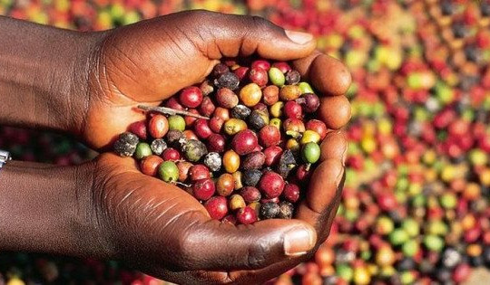 ICO: Xuất khẩu giảm tốc, thế giới có thể thiếu 7,3 triệu bao cà phê trong niên vụ 2022 - 2023
