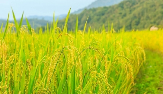 Giá lúa gạo hôm nay 19/4: Tăng tiếp với mặt hàng gạo