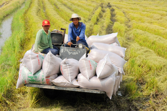 Xuất khẩu gạo "tô sáng" cho bức tranh nông sản Việt 4 tháng đầu năm 2023