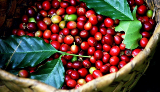 ICO: Giá cà phê lập đỉnh mới trước áp lực thâm hụt nguồn cung