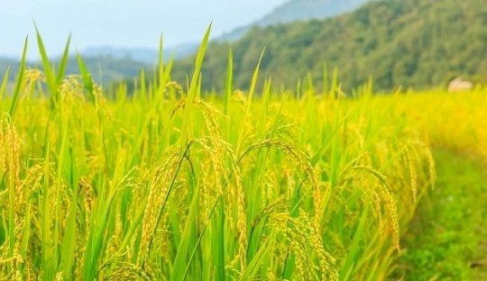 Giá lúa gạo hôm nay 12/5: Tiếp tục đi lên