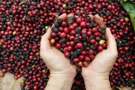Giá cà phê hôm nay 15/5: Tăng mạnh 1.500 đồng/kg