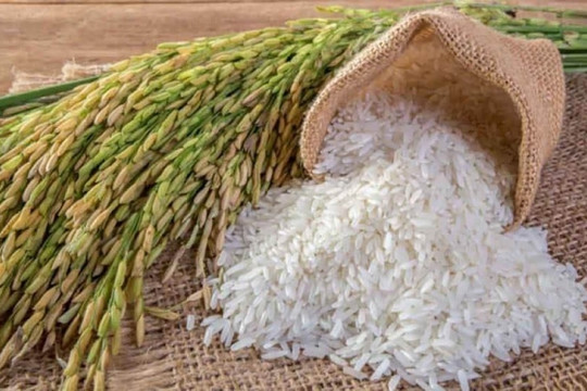 Giá lúa gạo hôm nay 20/5: Điều chỉnh tăng với mặt hàng lúa