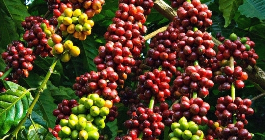 Giá cà phê hôm nay 25/5: Quay đầu giảm 700 đồng/kg
