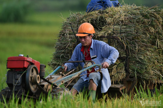 1 triệu ha lúa chất lượng cao thu 9 triệu tấn gạo: Chưa trồng đã đắt khách mua