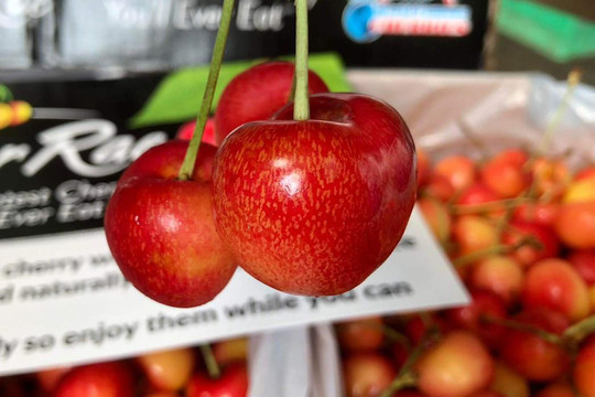Cherry nhập khẩu bán đầy chợ Việt, hàng Mỹ giá rẻ chưa từng có