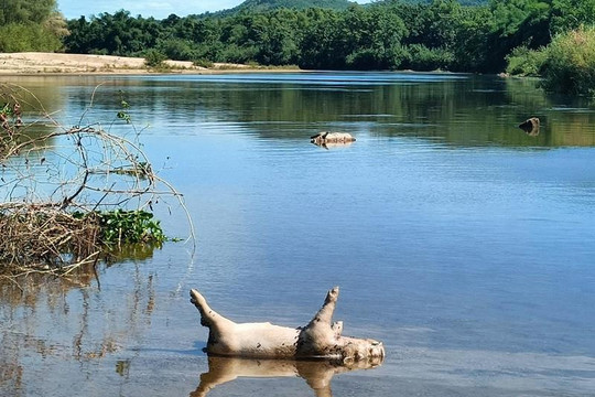 Lợn chết trương phình bị vứt la liệt đầu nguồn sông ở Hà Tĩnh