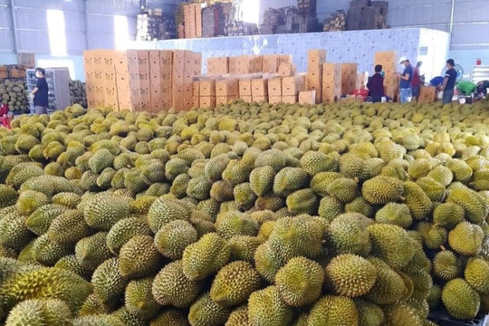 Kiểm tra chặt chẽ trái cây xuất khẩu sang Trung Quốc