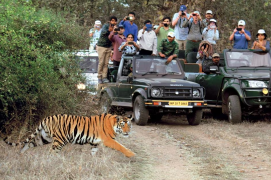 Ấn Độ chỉ ra mặt tích cực của ngành 'du lịch hổ'