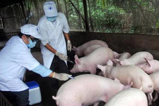 Vaccine dịch tả lợn châu Phi chính thức được sử dụng trên cả nước