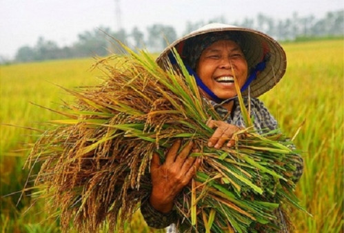 Thời cơ “vàng” cho xuất khẩu gạo Việt Nam