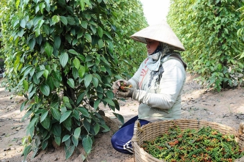 5 lô hàng nông sản của Việt Nam có thể bị mất trắng tại Dubai – UAE