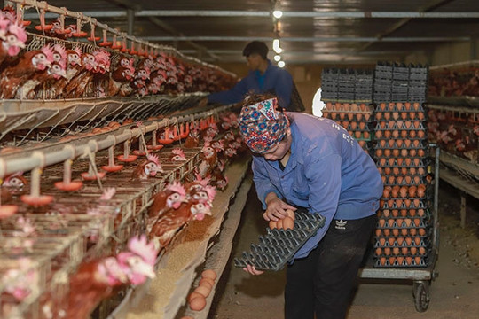 Việt Nam xây dựng các vùng an toàn dịch bệnh, xuất khẩu thịt gà chế biến
