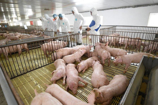Đàn lợn lớn thứ 5 thế giới, đừng chỉ nghĩ đến món thịt luộc, kho tàu