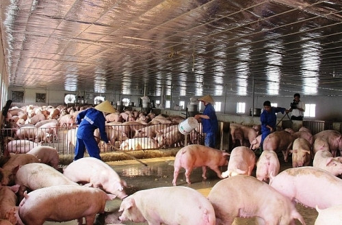 Giá lợn tăng cao, “đại gia” nuôi lợn Dabaco lãi đậm quý II