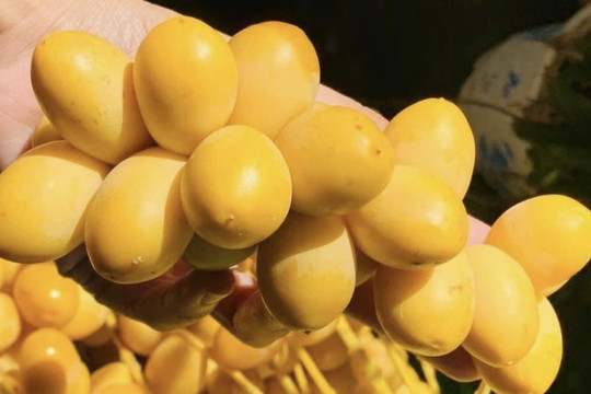 Giá rẻ nhất từ trước đến nay, loại trái cây vàng óng Thái Lan đổ bộ chợ Việt