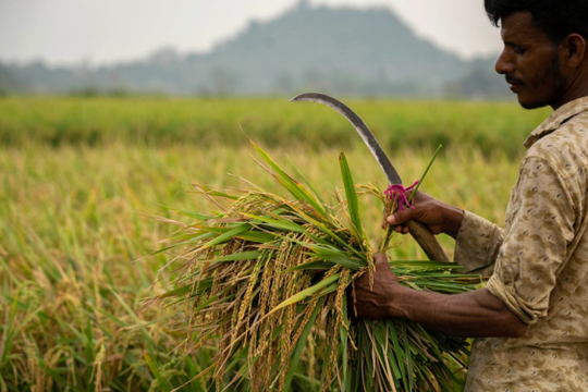 Vì sao Ấn Độ, Nga và UAE lần lượt cấm xuất khẩu gạo?
