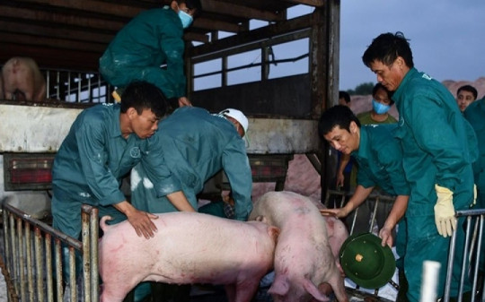 Lợn hết đường "tuồn" qua biên giới vào Việt Nam
