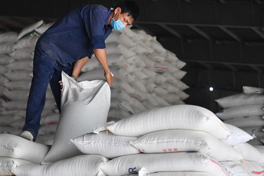 Thủ tướng chỉ thị đảm bảo an ninh lương thực, thúc đẩy sản xuất, xuất khẩu gạo