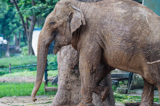Vườn thú Hà Nội: Voi bị xiềng xích được chăm sóc 'đúng quy trình'
