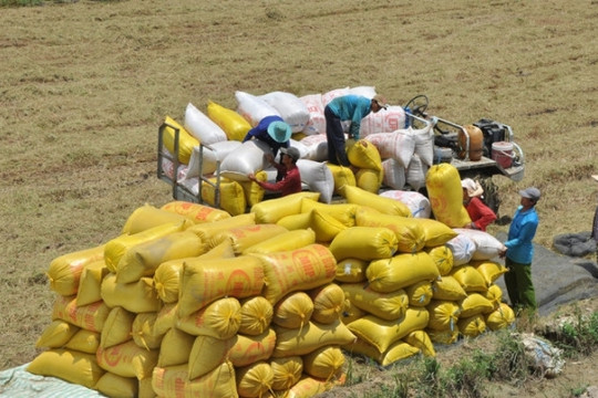 Hoàn thành mua 12.000 tấn gạo nhập kho dự trữ quốc gia