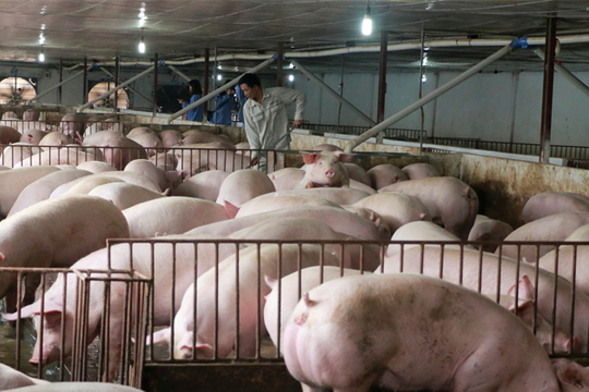 Chặn hàng nhập lậu, giá thịt lợn trong nước vẫn quay đầu giảm