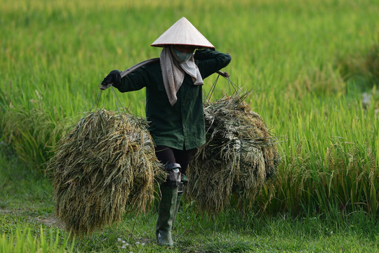Nông dân trồng lúa vẫn nghèo và điều ‘ám ảnh tâm trí’ Bộ trưởng Lê Minh Hoan